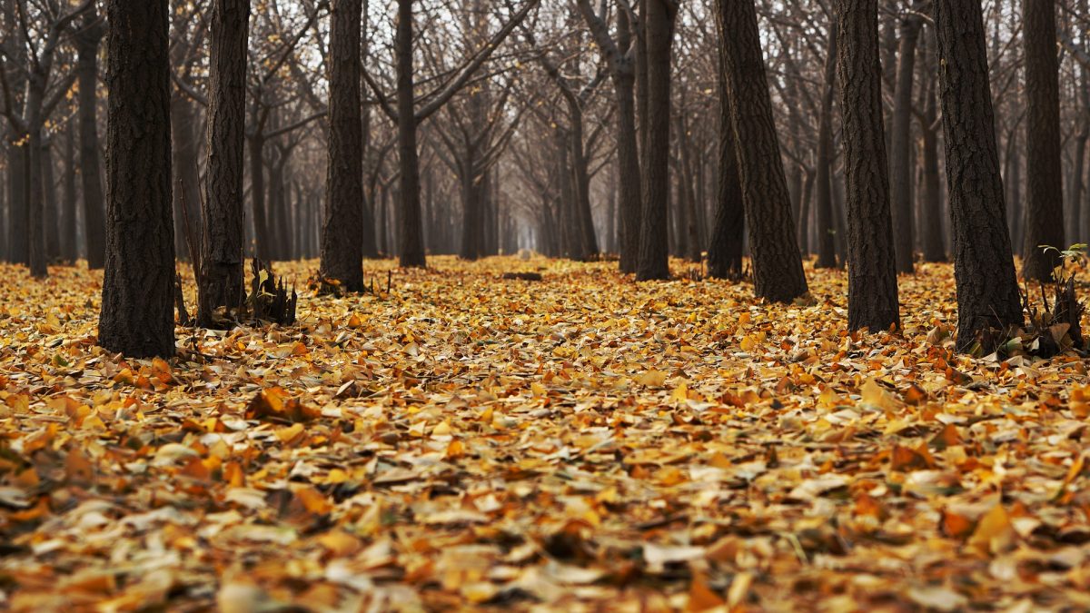 Ansammlung von Laub im Wald, Herbstmonate, kalt und nass